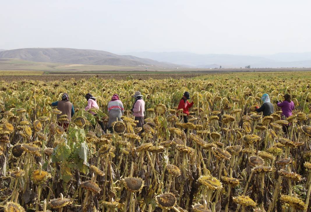 Ağrı Dağı eteklerinde hasadı başladı: 310 milyonluk getiri bekleniyor 2